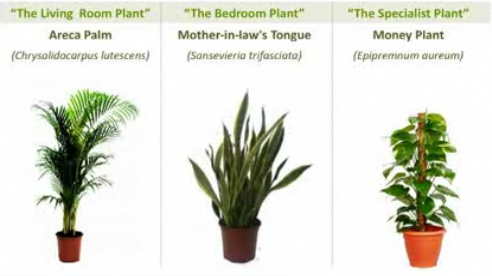 Plants that grow fresh air